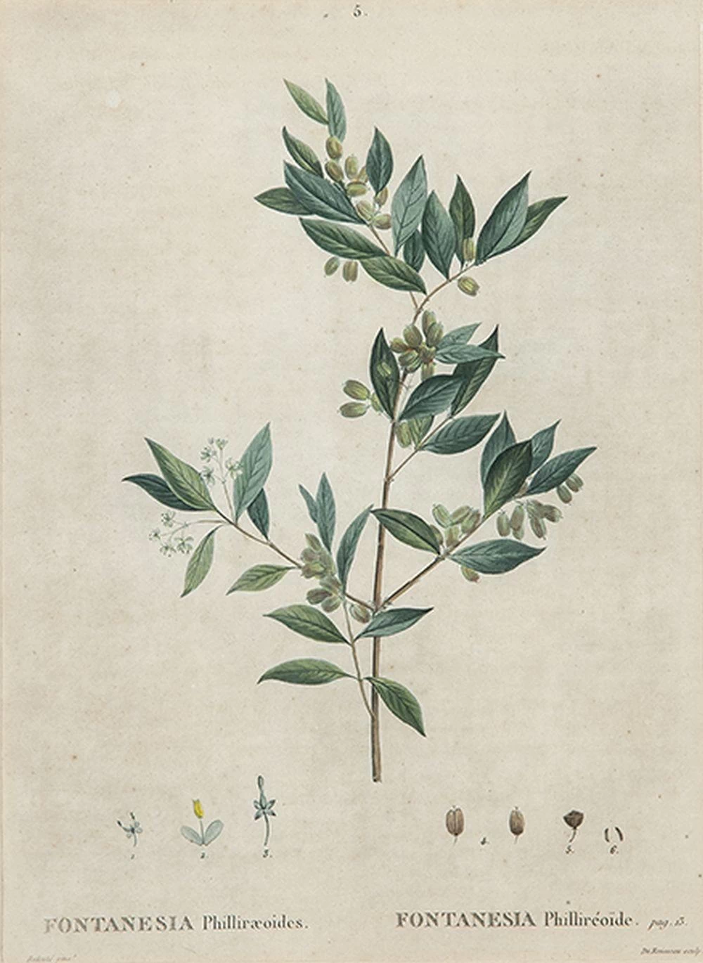 Fontanesia Philliraeoides